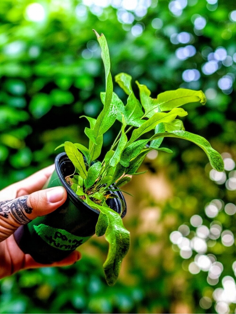 WOW! 9" Tall Blue Star Fern (Phlebodium aureum) Blue Live Houseplant Plant